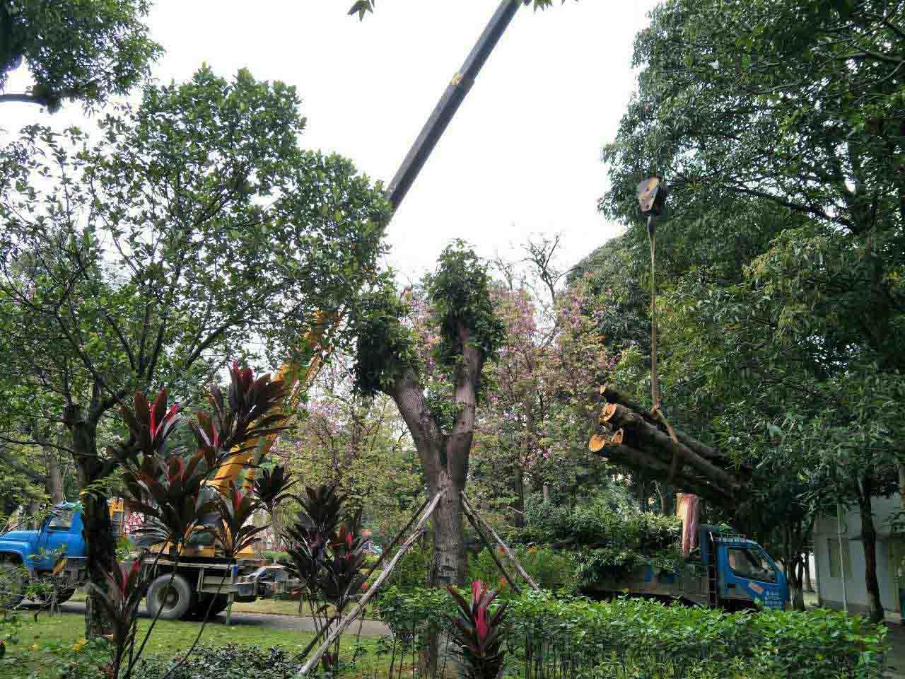 园林菲律宾网赌合法平台大树移植
