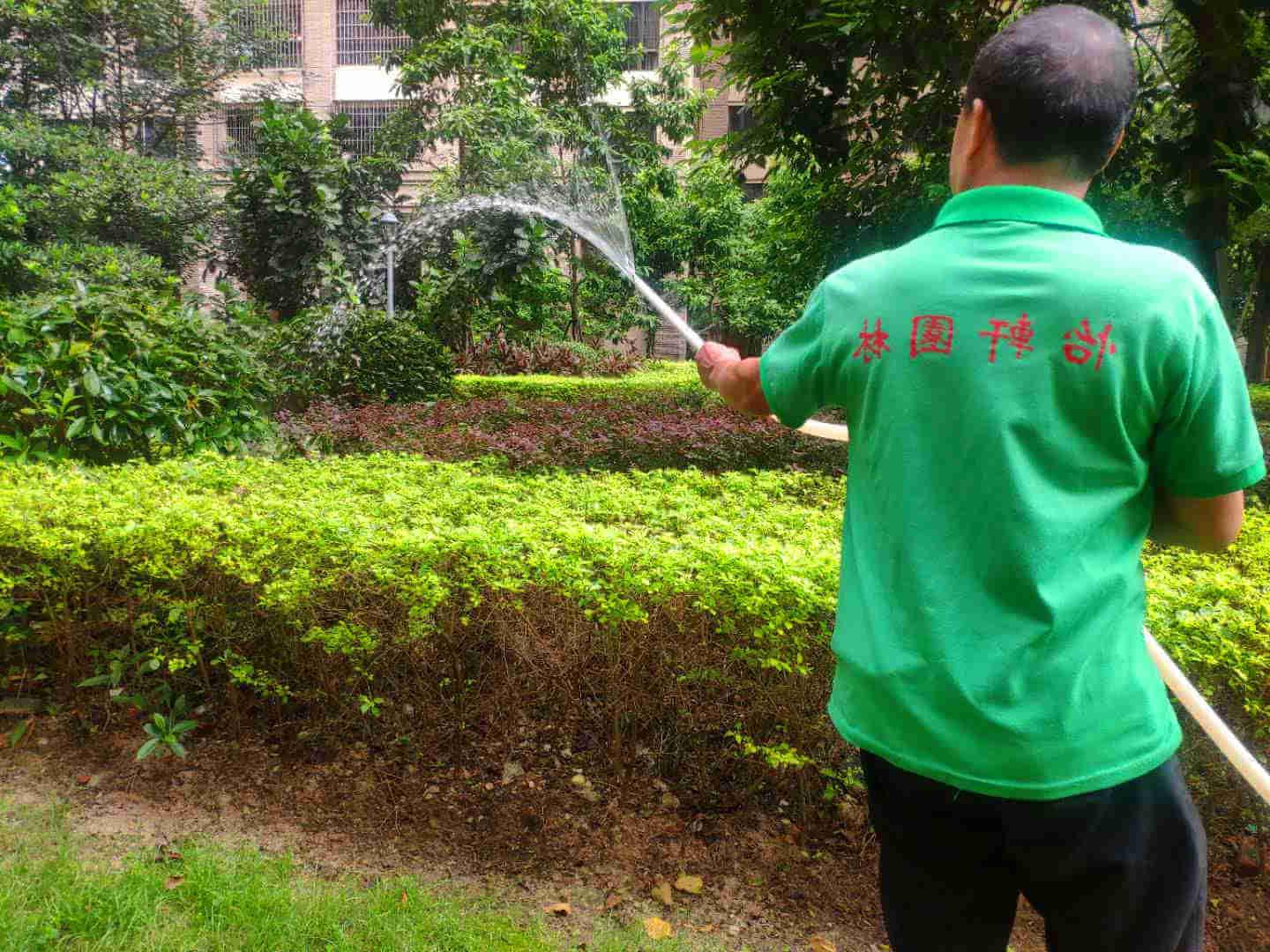 园林绿化公司的工人对植物进行浇水