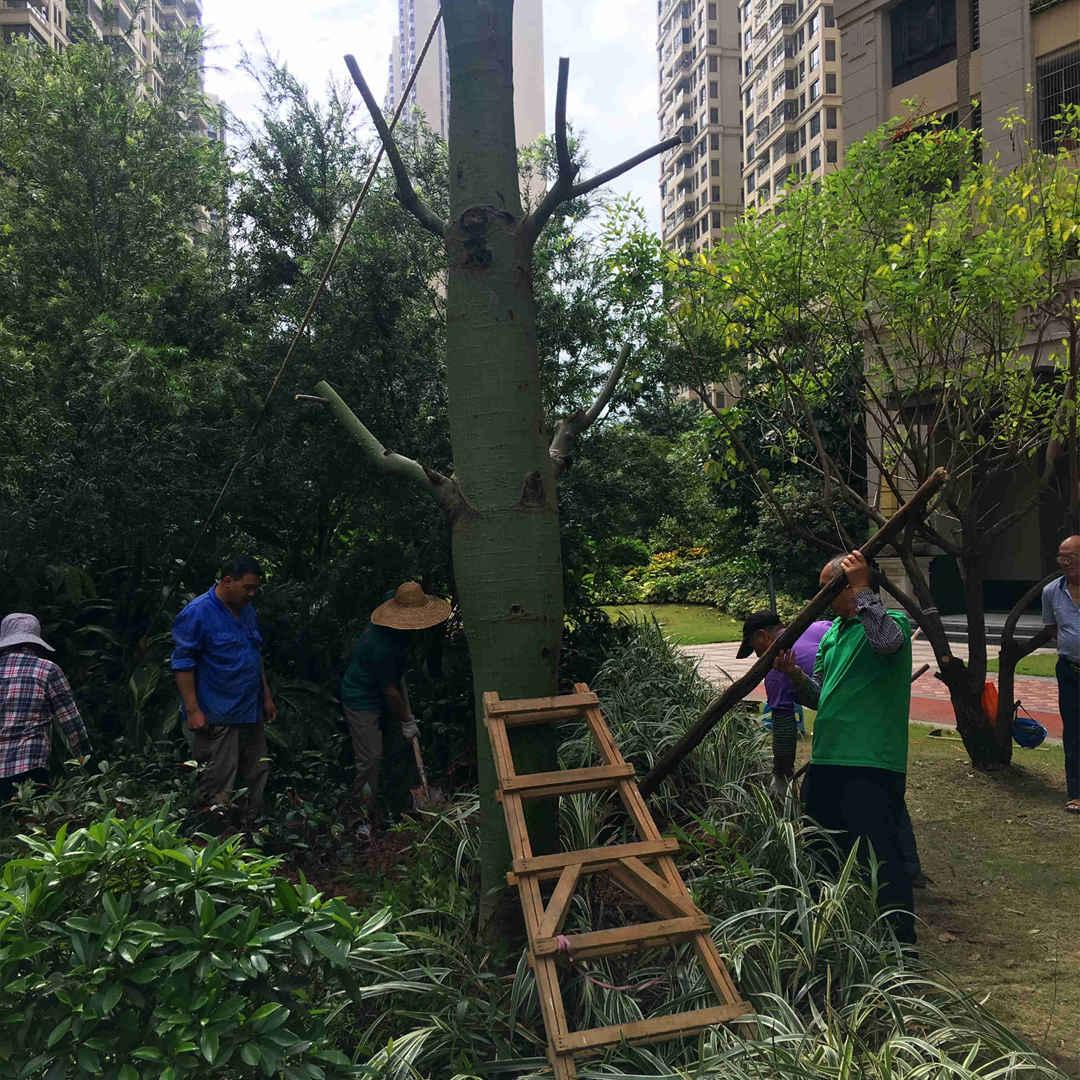园林菲律宾网赌合法平台大树的养护工作
